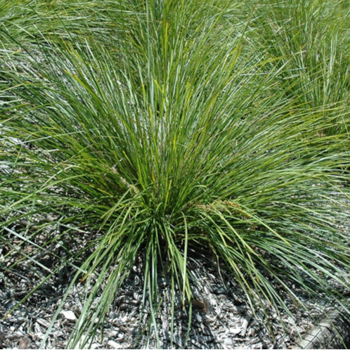 Lomandra longifolia ‘Verday’ (Lomandra)