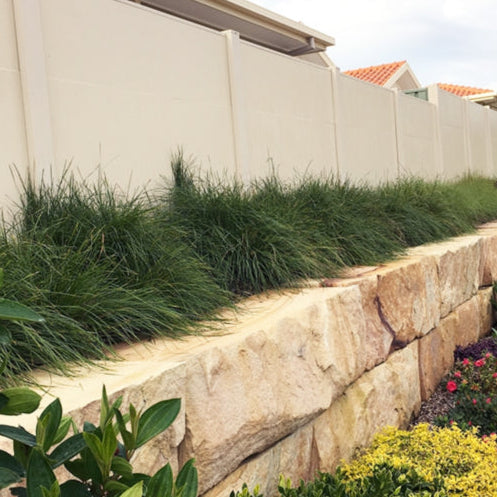 Lomandra longifolia ‘Verday’ (Lomandra)