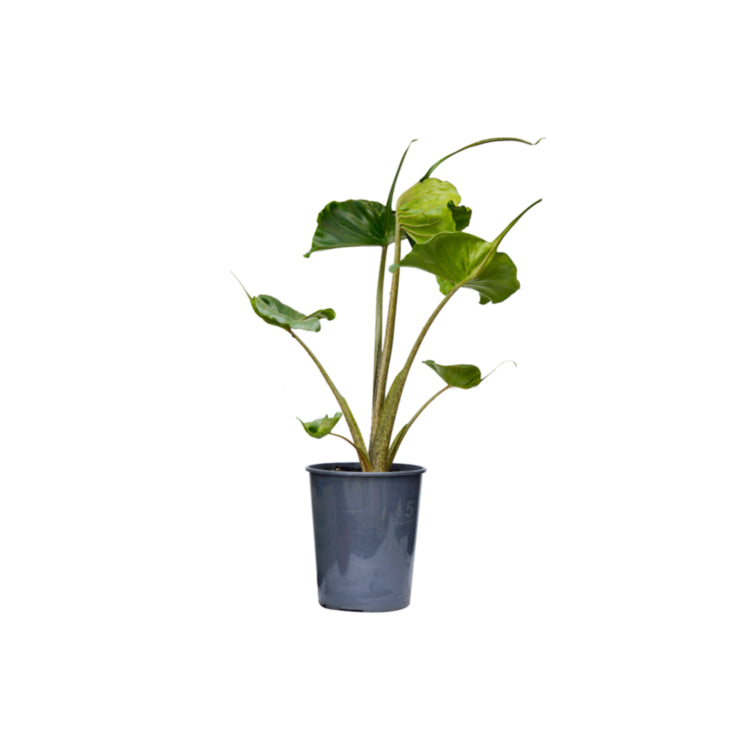 Alocasia 'Stingray' (Stingray Elephant Ear)