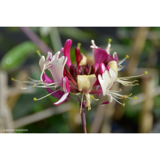 Lonicera Firecracker (Honeysuckle Firecracker)