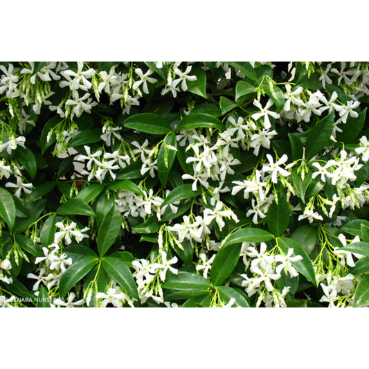 Trachelospermum jasminoides (Chinese Star Jasmine)