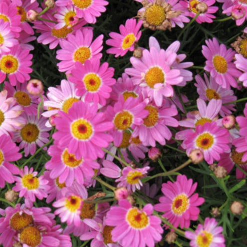 Argyranthemum frutescens (Double Musk)