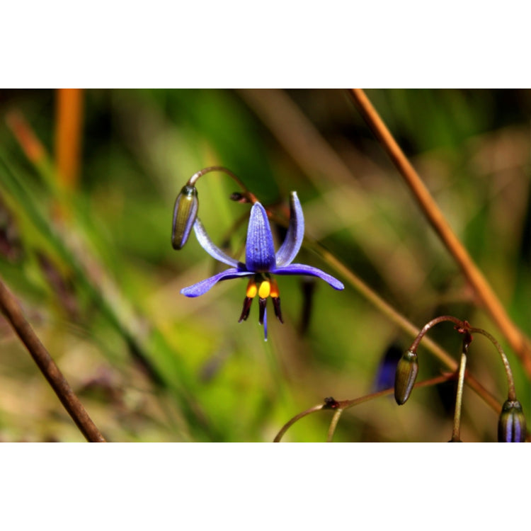 Dianella revoluta (Blue Flax Lily)