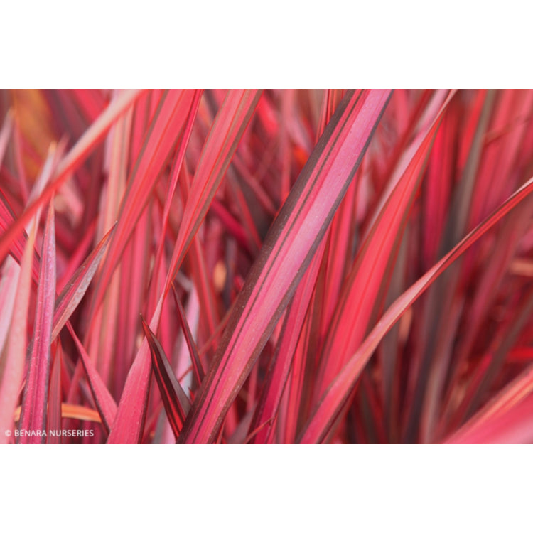 Phormium 'Blazing Red' (Blazing Red New Zealand Flax)