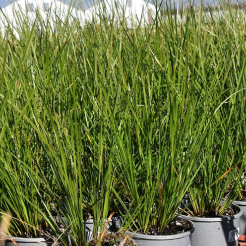 Lomandra longifolia ‘Verday’ (Lomandra)