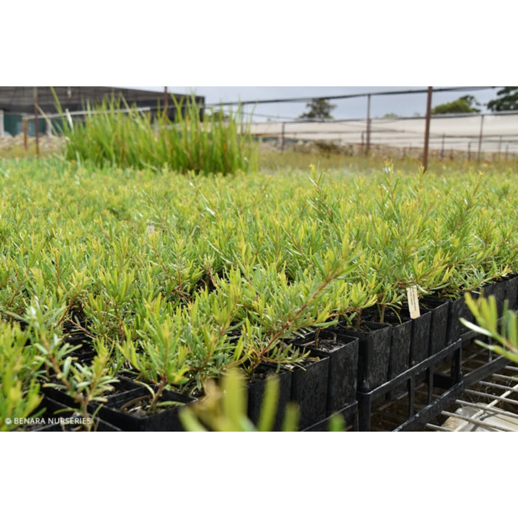 Grevillea obtusifolia ‘Gin Gin Gem’ (Gin Gin Gem Grevillea)