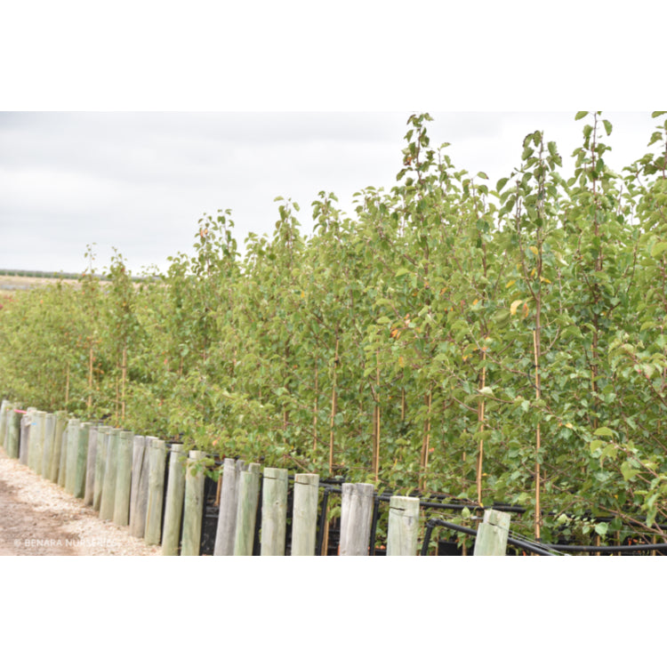 Pyrus ussuriensis (Manchurian Pear)