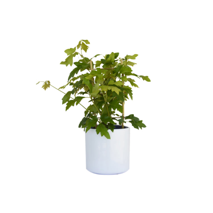 Cissus rhombifolia ‘Ellen Danica’ (Grape Ivy)