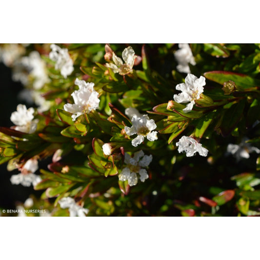 Cuphea hyssopifolia Bianca (Mexican Heather)