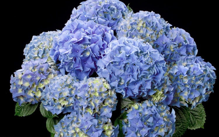 Hydrangea macrophylla ‘Tea Time™ Early Blue Compact Blue’