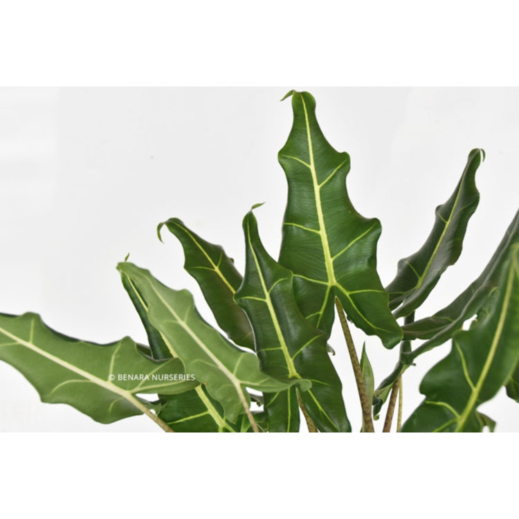 Alocasia zebrina 'Sarian' (Upright Elephant Ear)