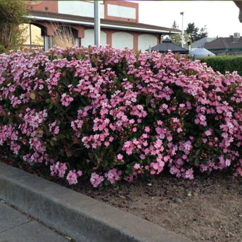 Rhaphiolepis indica ‘Rapopink’ (Oriental Pink™ Indian Hawthorn)