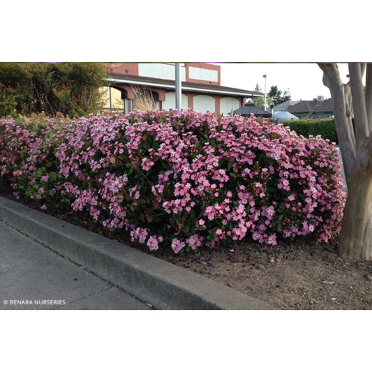 Rhaphiolepis indica 'Rapopink' Oriental Pink™ (Oriental Pink™ Indian Hawthorn)
