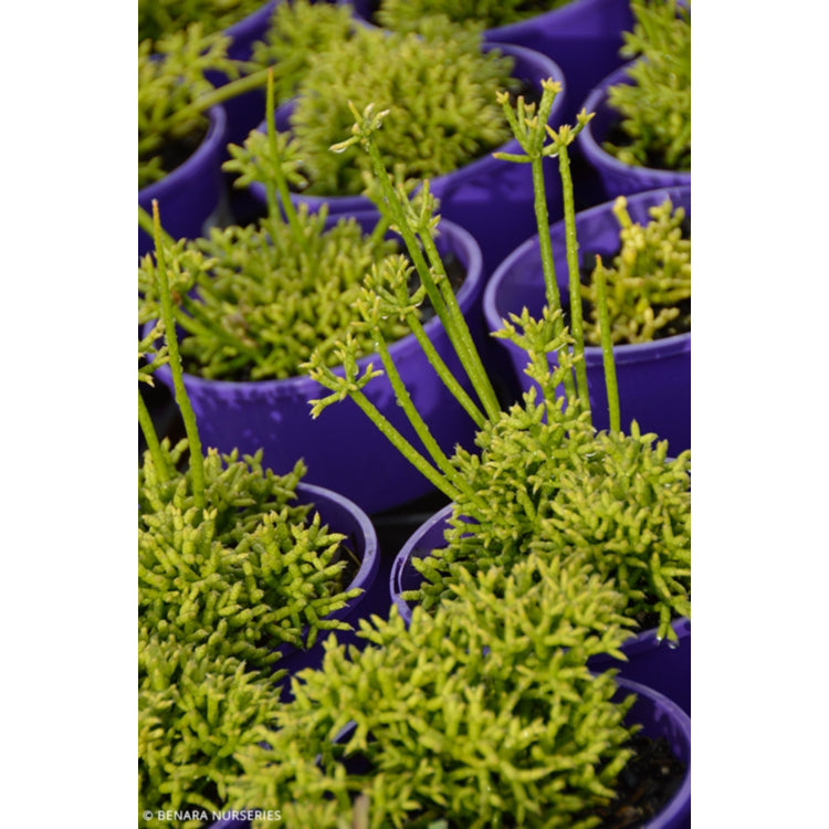 Rhipsalis cereuscula (Coral Cactus) – Hanging Basket