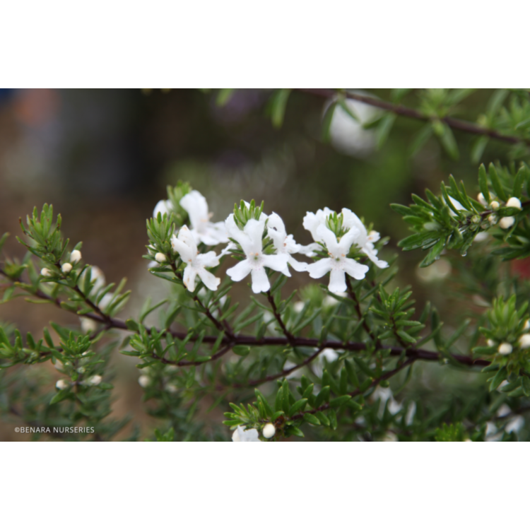 Westringia fruticosa ‘MUNDI’ (WES05) – Coastal Rosemary