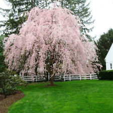 Prunus × 'Pisnshzam' (Pink Snow Showers® Flowering Cherry)