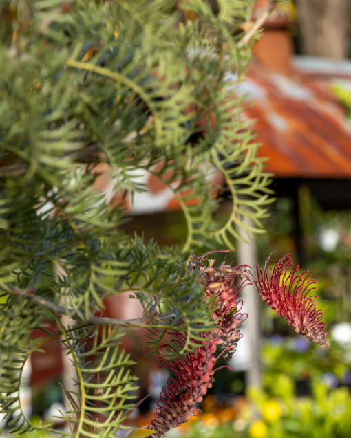 Grevillea ‘Wendy Sunshine’ (Wendy Sunshine Grevillea)