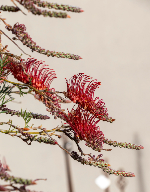 Grevillea ‘Wendy Sunshine’ (Wendy Sunshine Grevillea)