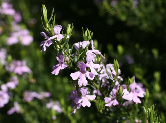 Westringia 'Violet Skies' (Violet Skies Westringia)