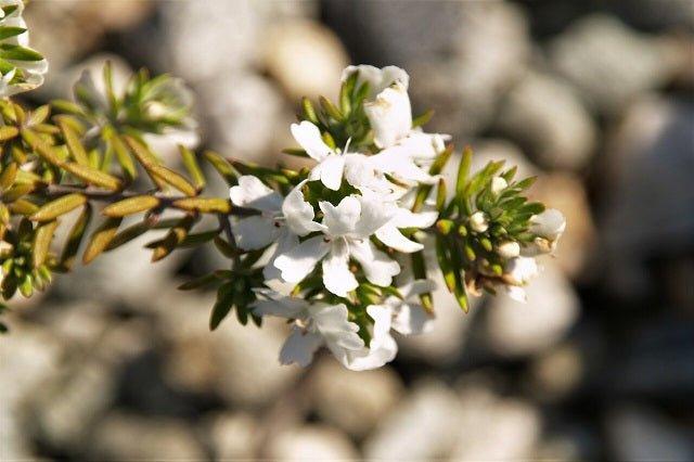 Westringia Fruticosa 'WES04' Grey Box™