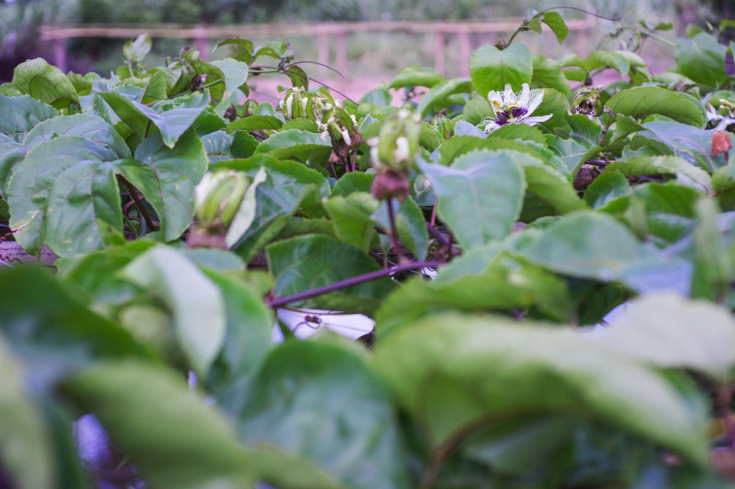 Passiflora Edulis ‘Norfolk Black’ (Norfolk Black Passionfruit)