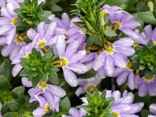 Scaevola aemula ‘Fan Dancer’ – Purple Fan Flower