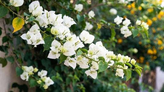 Bougainvillea glabra ‘White Stripe’ (White Bougainvillea)