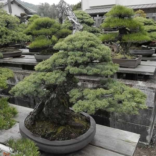 Pinus parviflora ‘Glauca’ (Japanese White Pine)