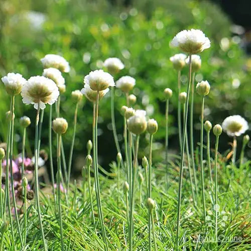 Armeria Maritima 'Alba' (White Sea Thrift)