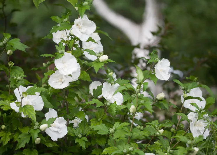 Hibiscus Syriacus 'Double White'