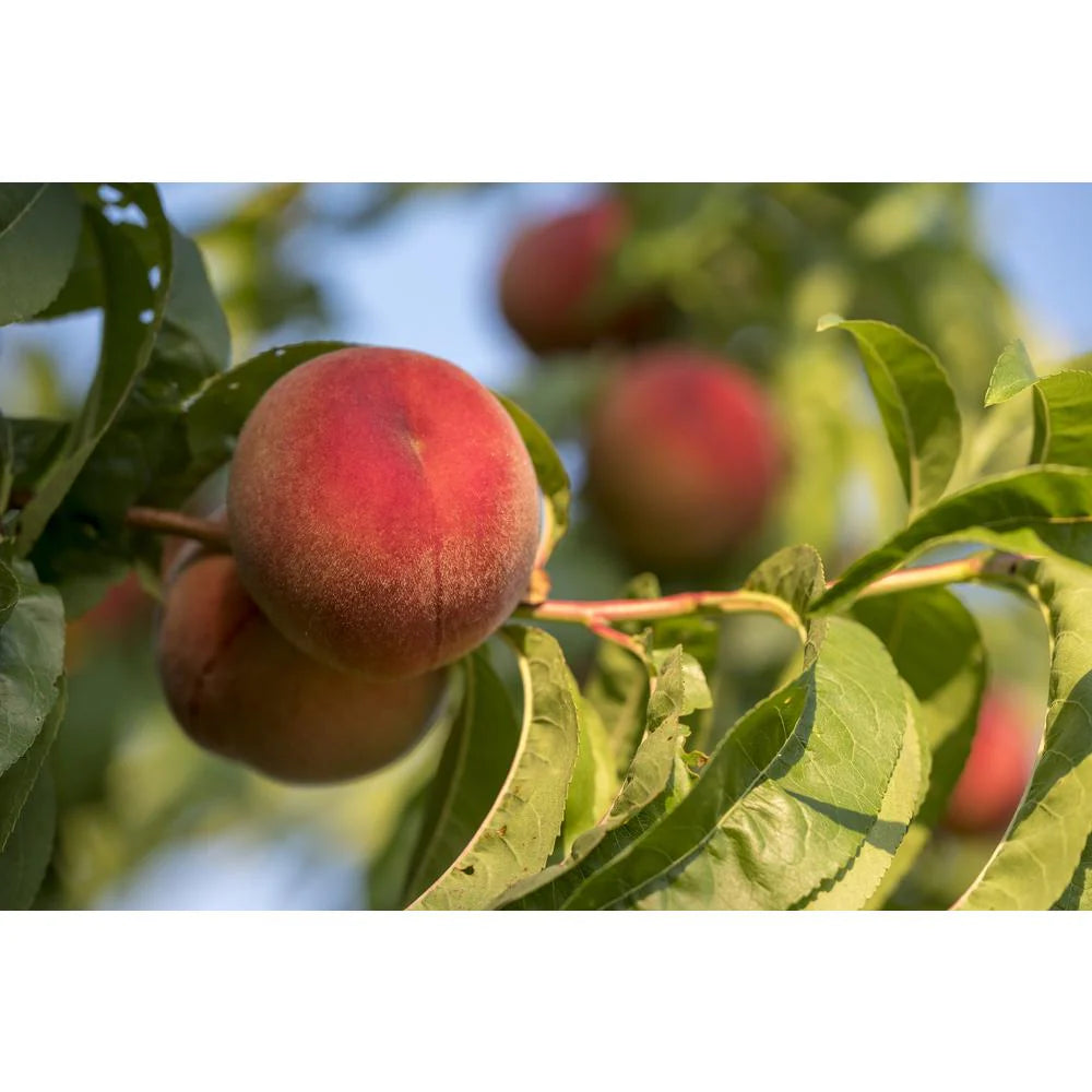 Prunus Persica ‘White Gold’ (White Gold Peach)