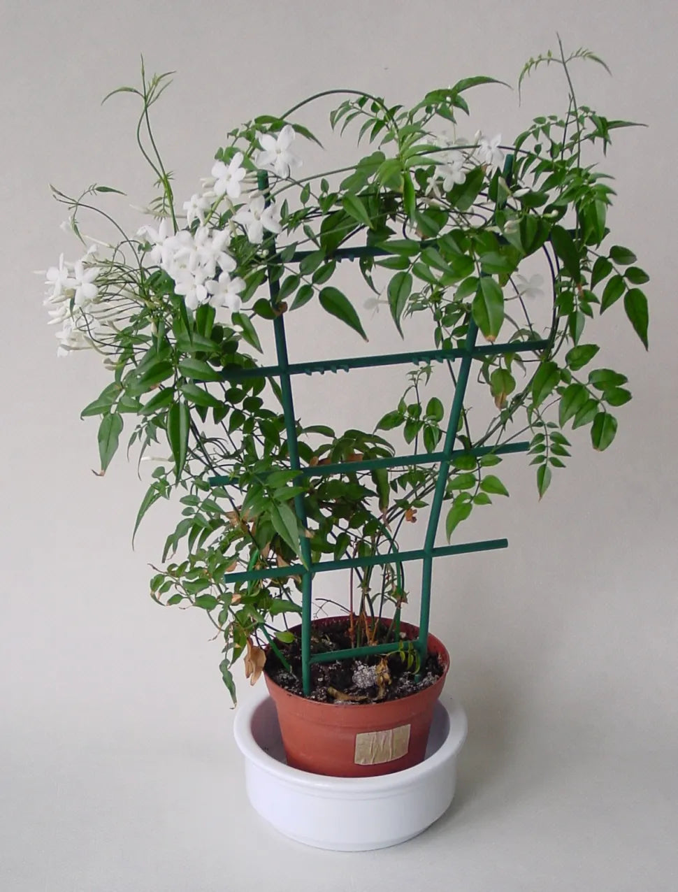 Jasminum Polyanthum (Common Jasmine or Winter Jasmine)