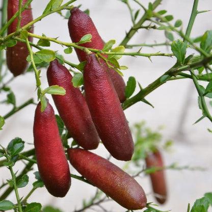 Citrus Australasica ‘Pink’ (Pink Finger Lime)