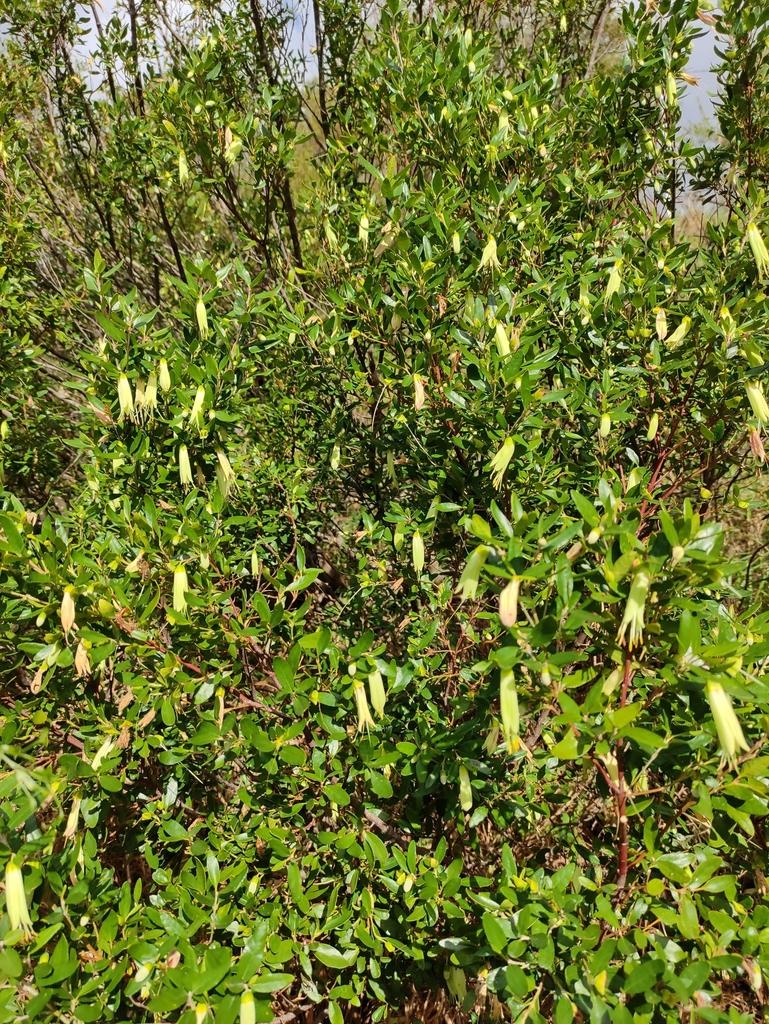 Correa Glabra ‘Prostrate’ (Prostrate Rock Correa)