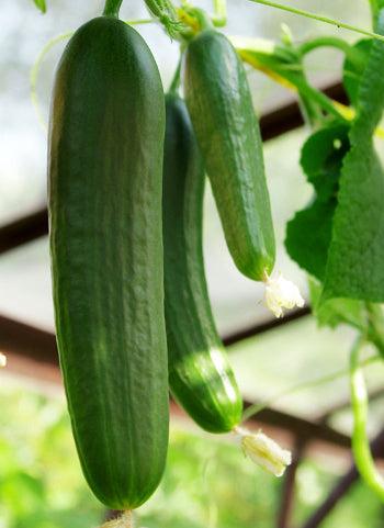 Cucumis sativus (Lebanese Cucumber)