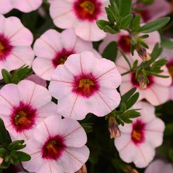 Calibrachoa ‘Bloomtastic Blossoms’ (Bloomtastic Million Bells)