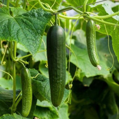 Cucumis sativus (Lebanese Cucumber)