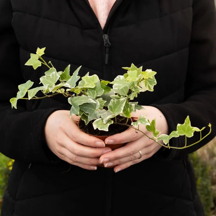 Hedera helix ‘Variegata’ (Variegated English Ivy)