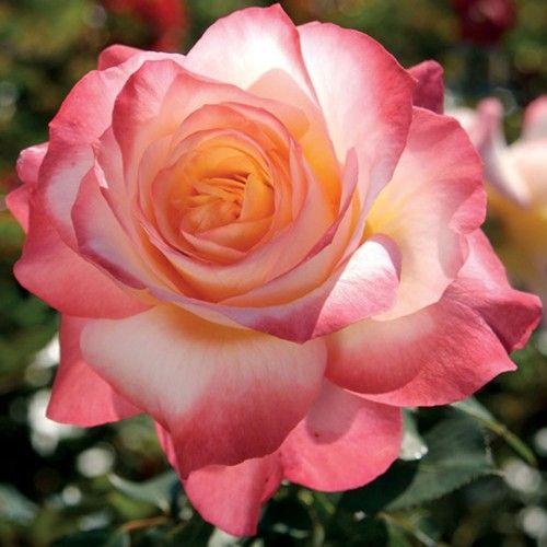 Rosa 'Summer Of Love' (Summer Of Love Hybrid Tea Rose)