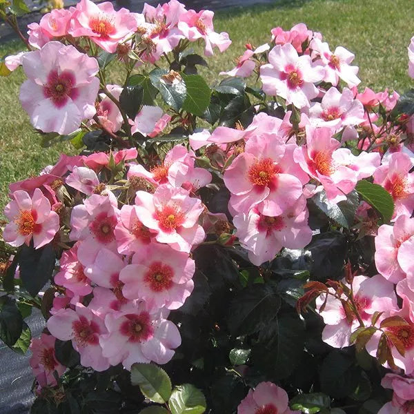 Rosa ‘Bright as a Button’ (Persica Rose)