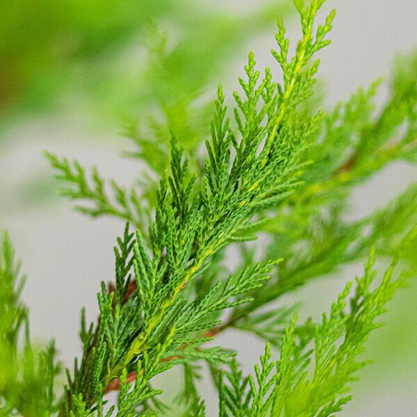xCupressocyparis leylandii Madeline  BetterGreen