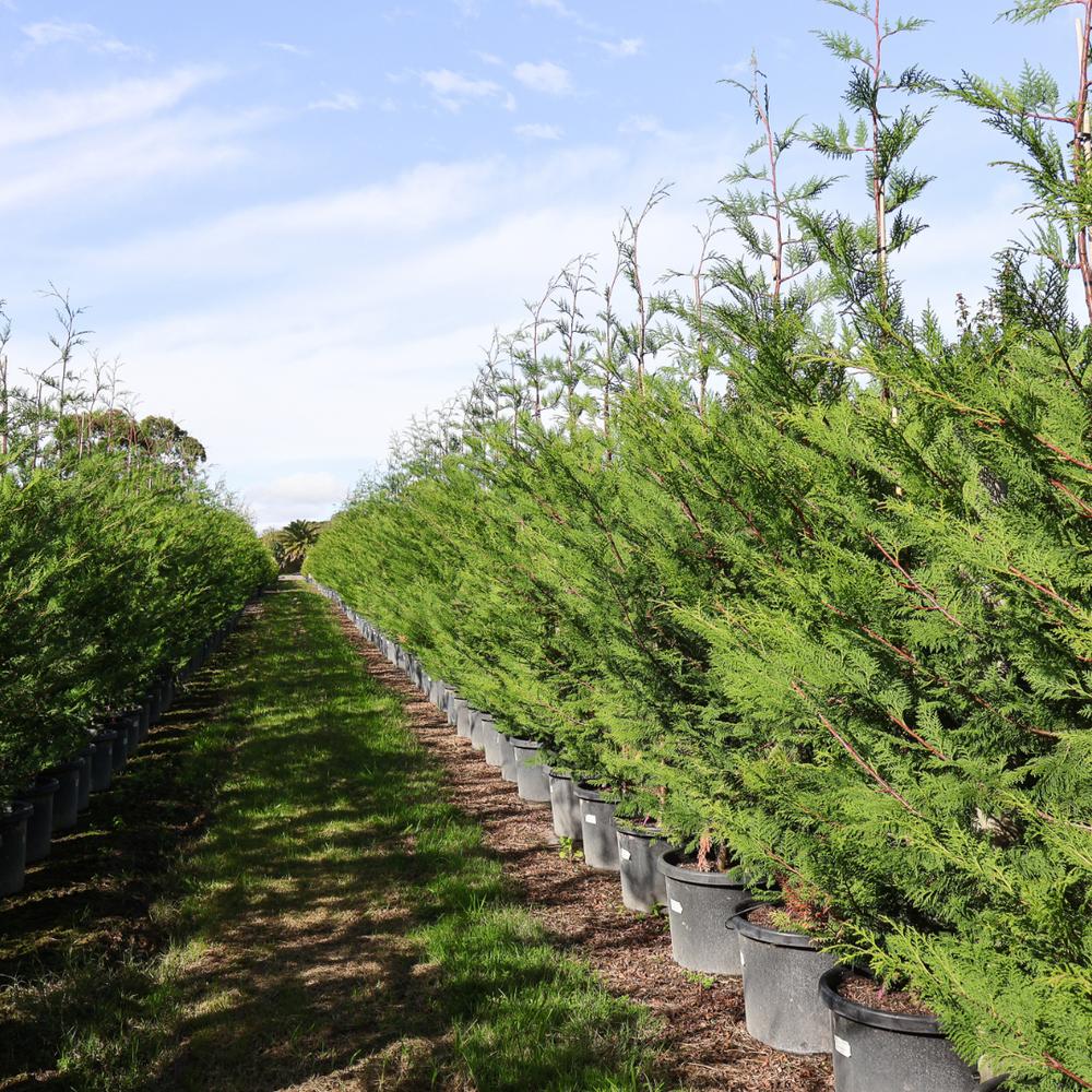 xCupressocyparis leylandii Madeline  BetterGreen