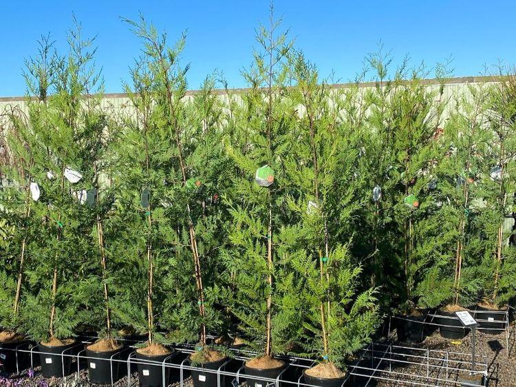 xCupressocyparis leylandii Madeline  BetterGreen