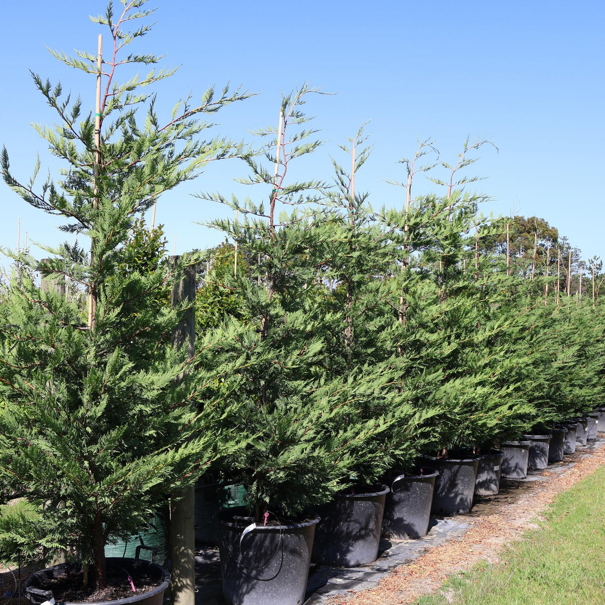 xCupressocyparis leylandii Madeline  BetterGreen