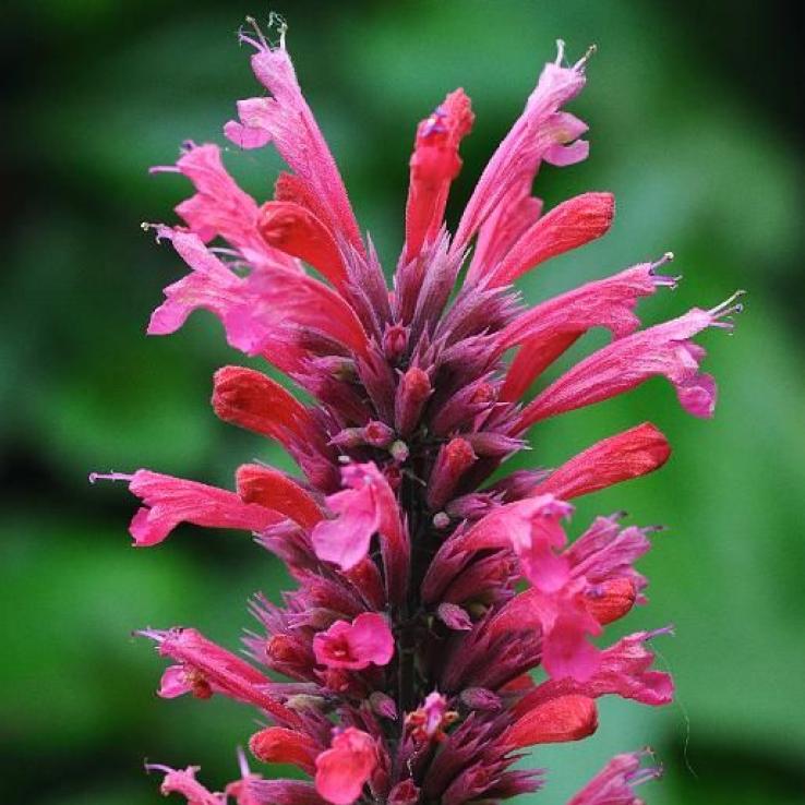Agastache Mexicana ‘Carmine Red’ (Carmine Red Mexican Hyssop)