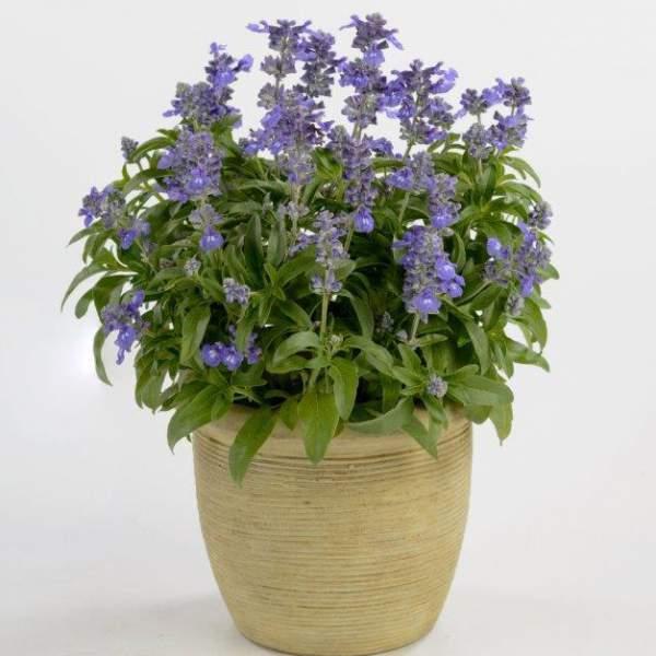 Salvia farinacea ‘Sallyfun® Bicolour’ (Bicolour Mealycup Sage)