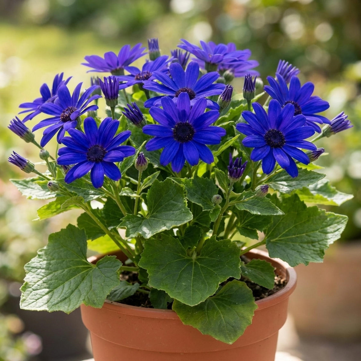 Pericallis × Hybrida 'Sunsenebatubu' (Senetti® True Blue Cineraria)