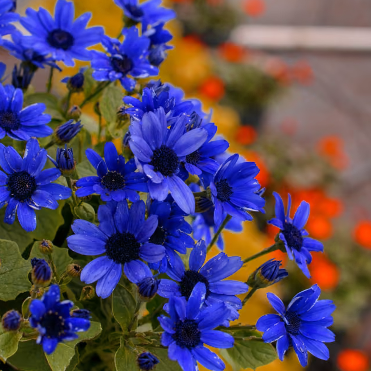 Pericallis × Hybrida 'Sunsenebatubu' (Senetti® True Blue Cineraria)