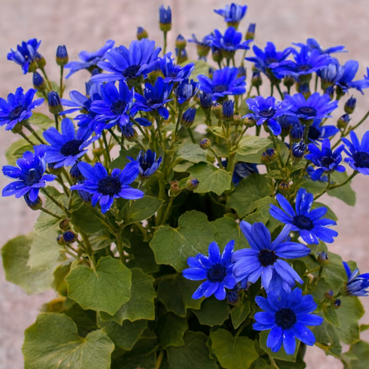 Pericallis × Hybrida 'Sunsenebatubu' (Senetti® True Blue Cineraria)