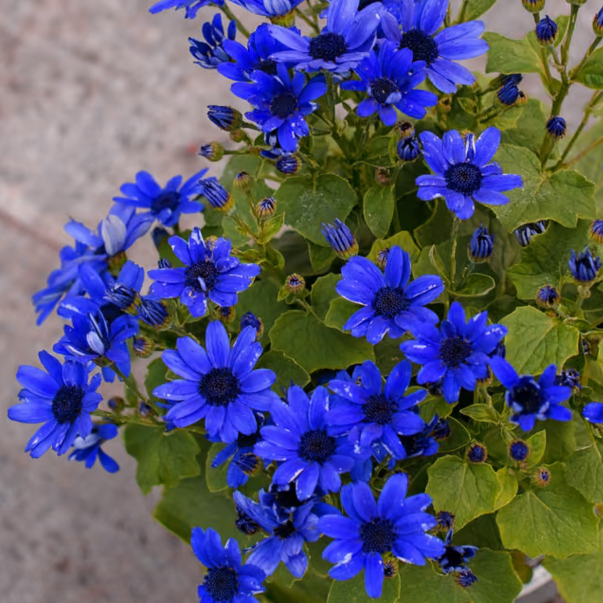 Pericallis × Hybrida 'Sunsenebatubu' (Senetti® True Blue Cineraria)